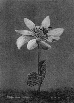 Sanguinaria canadensis and Bombylius major