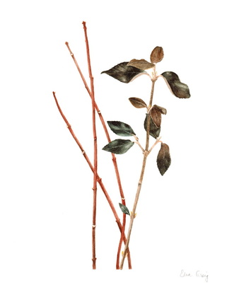 Viburnum utile Chesapeake and Cornus sericea
