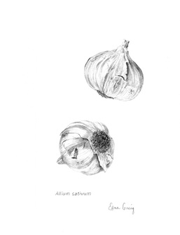 Allium sativum